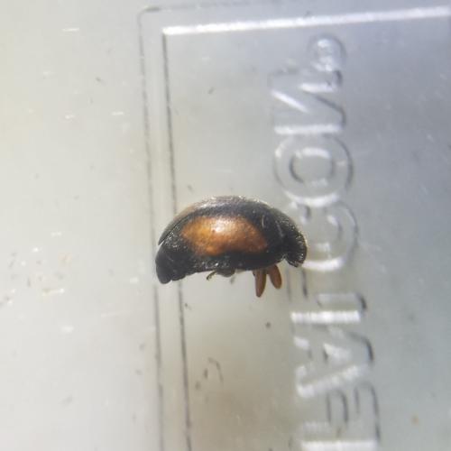 Réf. 282 936 : Nephus redtenbacheri